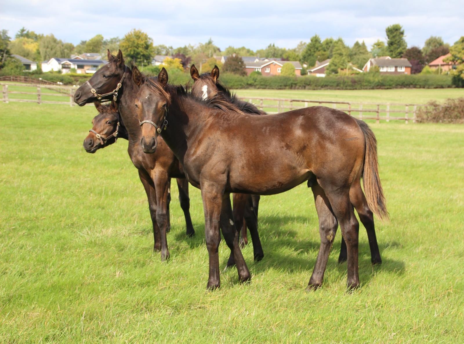 Summerstorm Bloodstock Cosa Sara Yearling